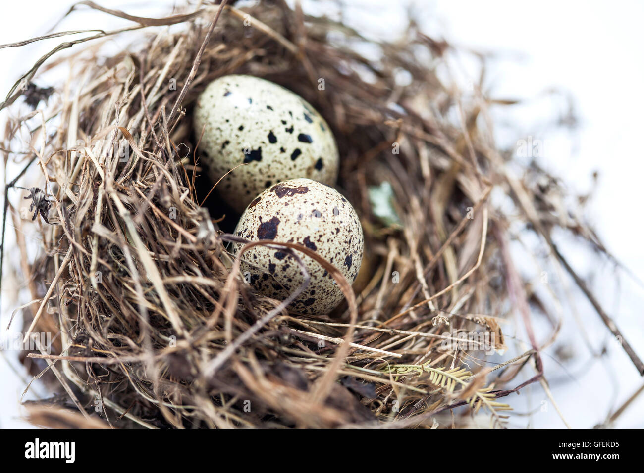 Real bird nest with eggs isolated on white background Stock Photo - Alamy