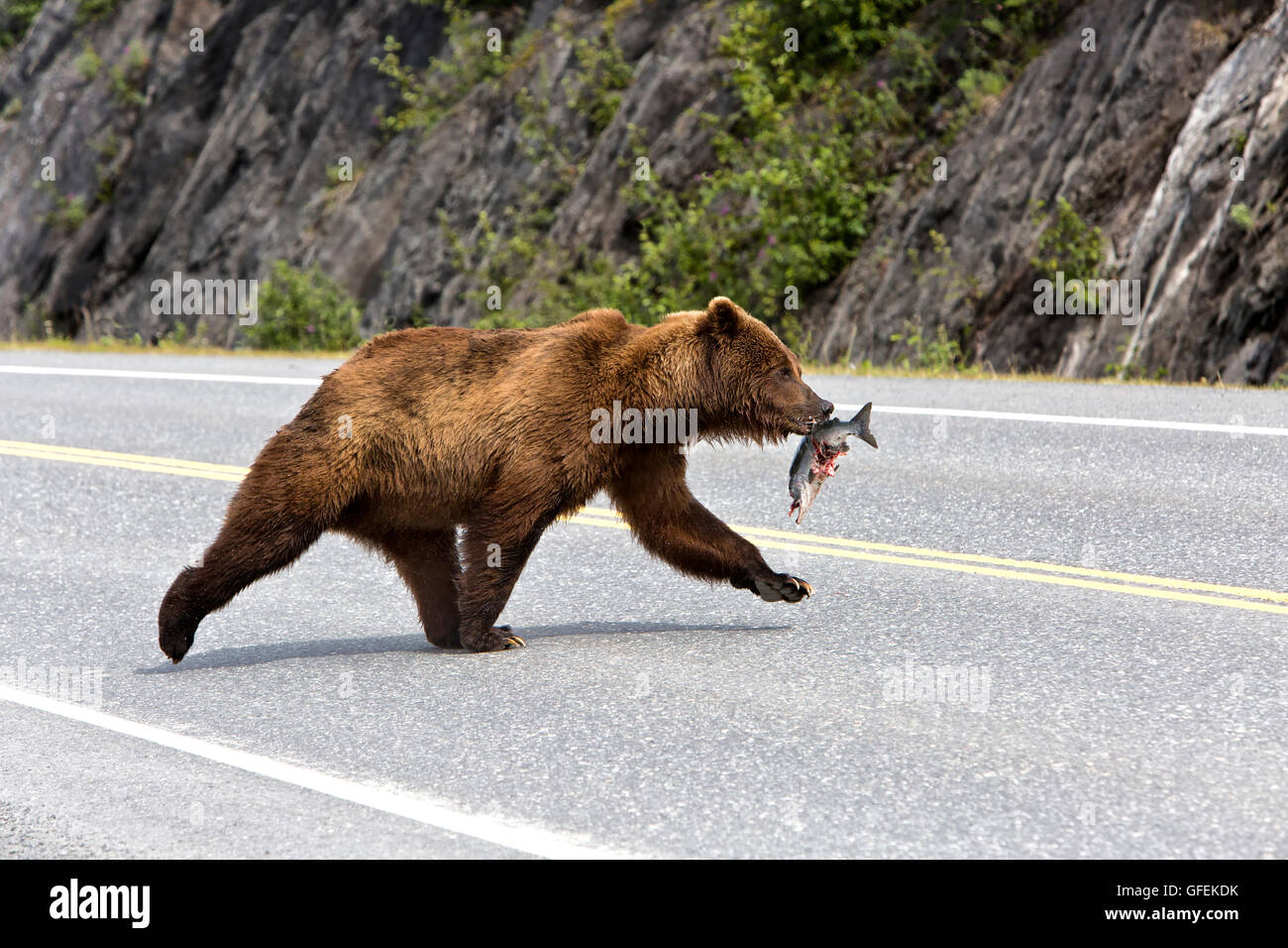 Young male Grizzly Bear carrying salmon crossing Alaska State Highway. Stock Photo