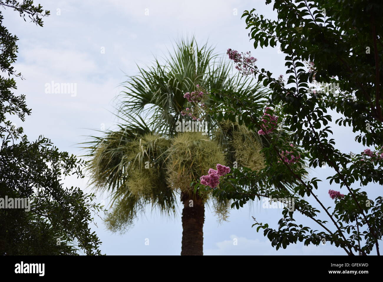 Hilton Head, SC. Palm tree in Sea Pines Plantation Stock Photo Alamy