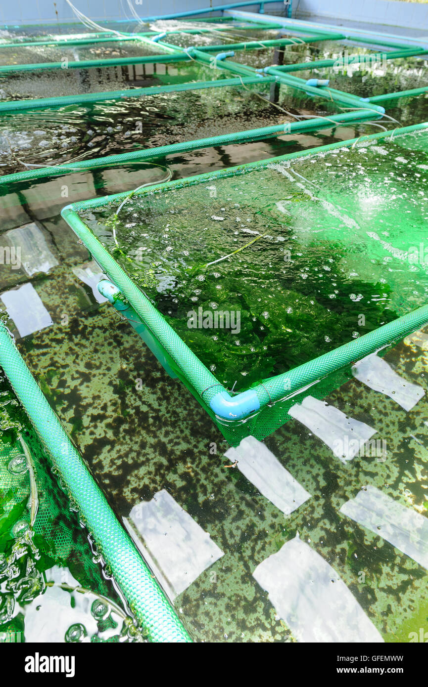 closeup seaweed in seaweed farm Stock Photo