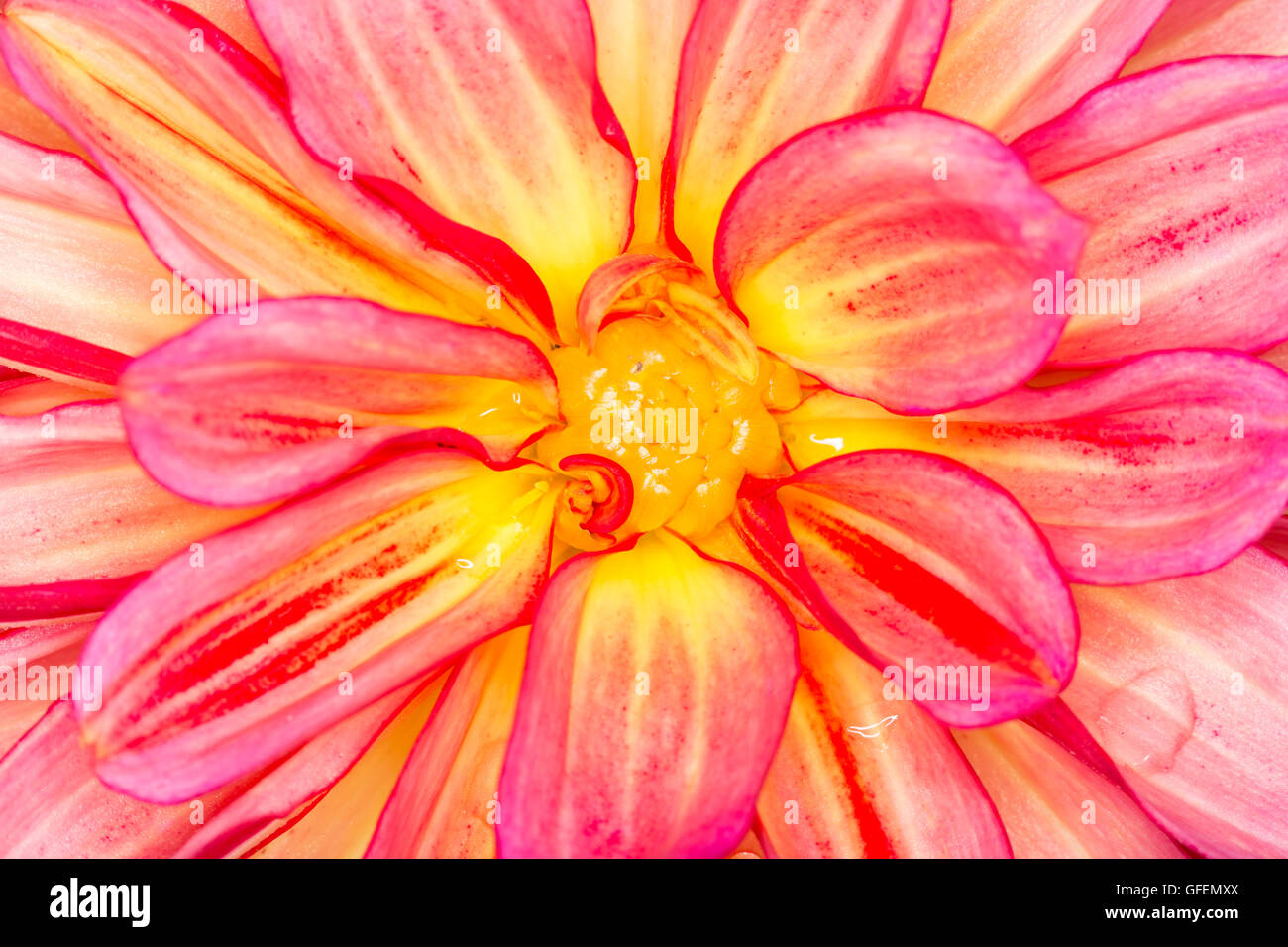 Flower Close Up macro image. Stock Photo