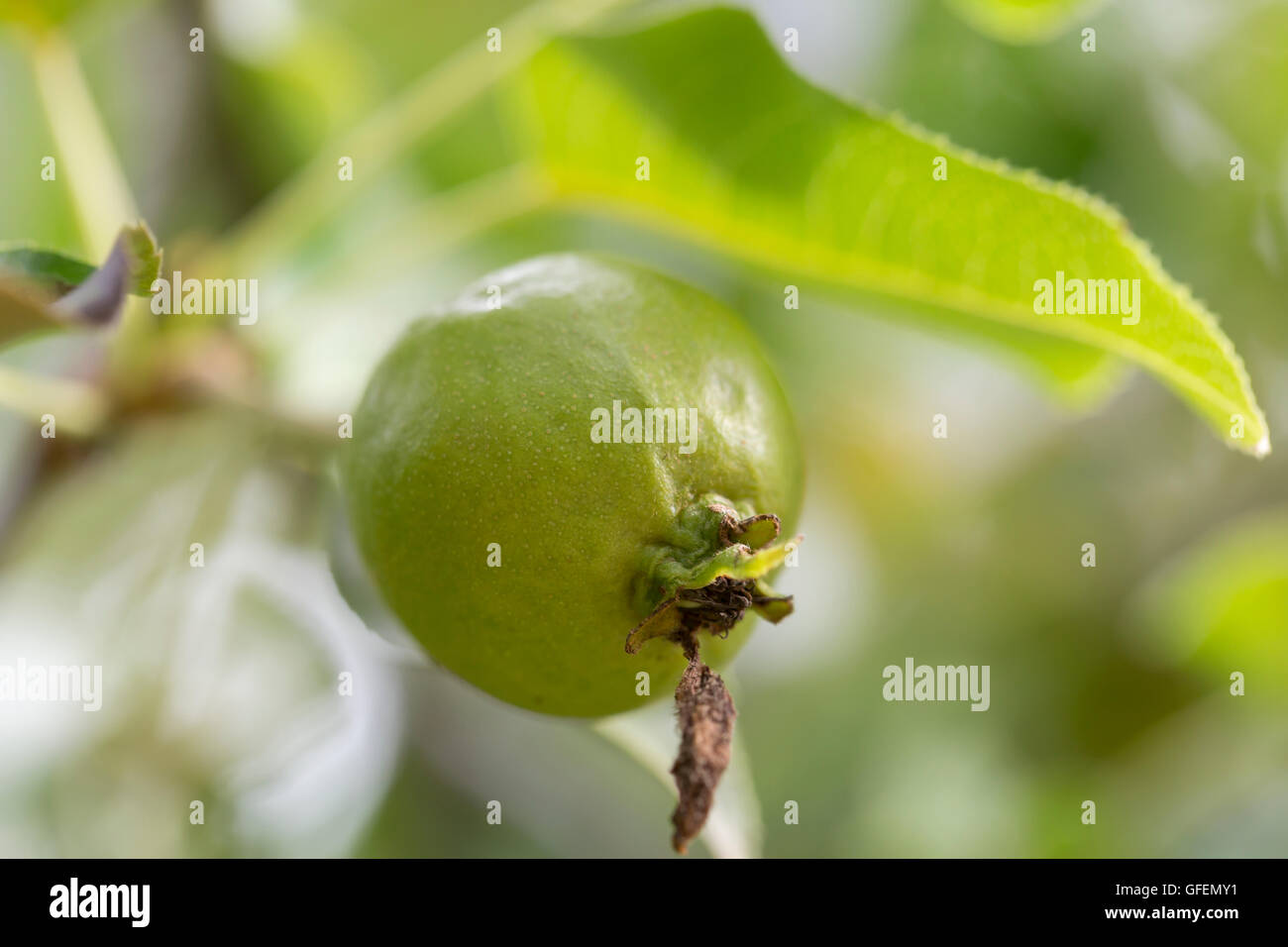 Ussurian Pear Close Up macro image. Stock Photo