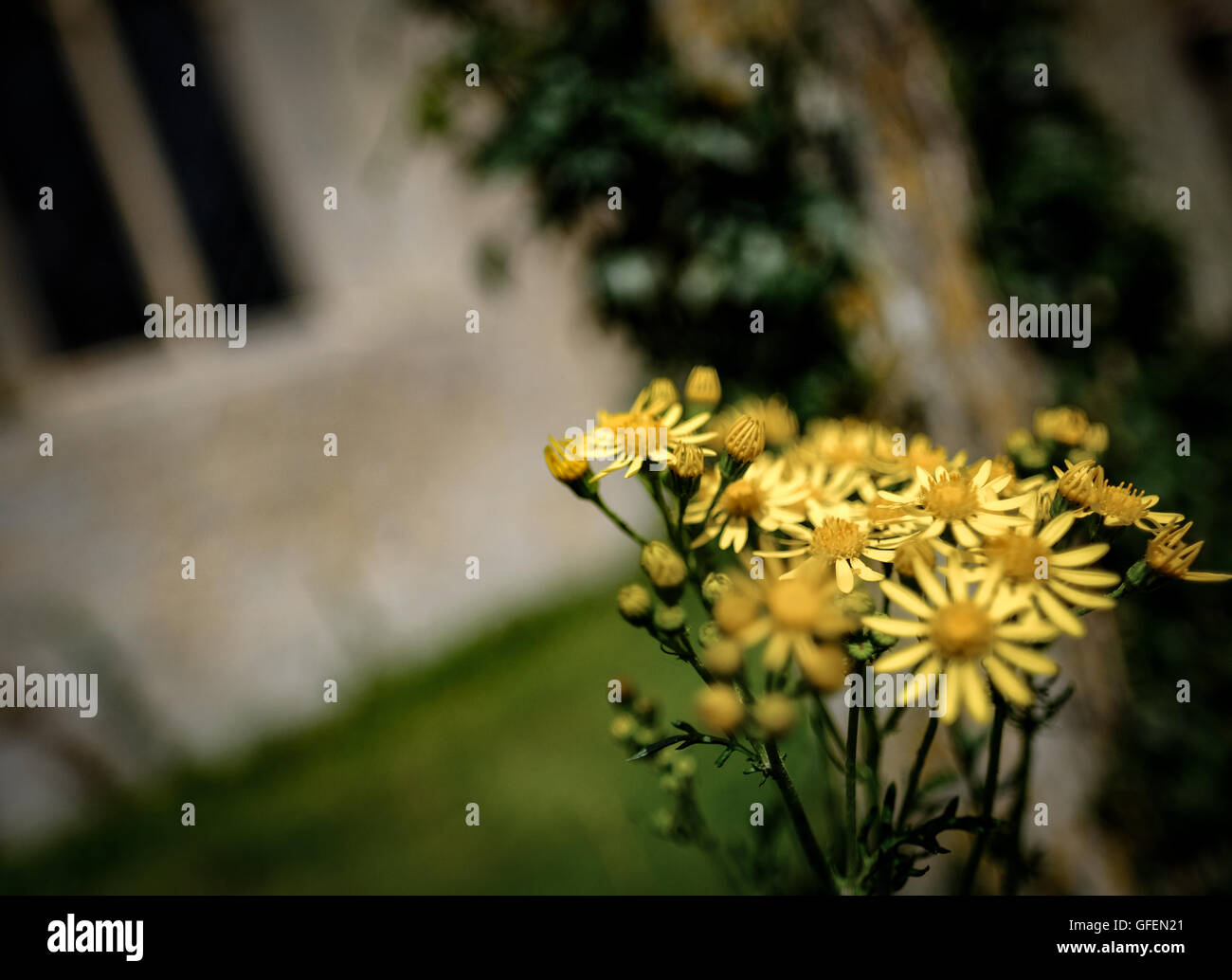 Wild yellow flowers in full bloom as seen growing in an old Churchyard in mid summer. Stock Photo