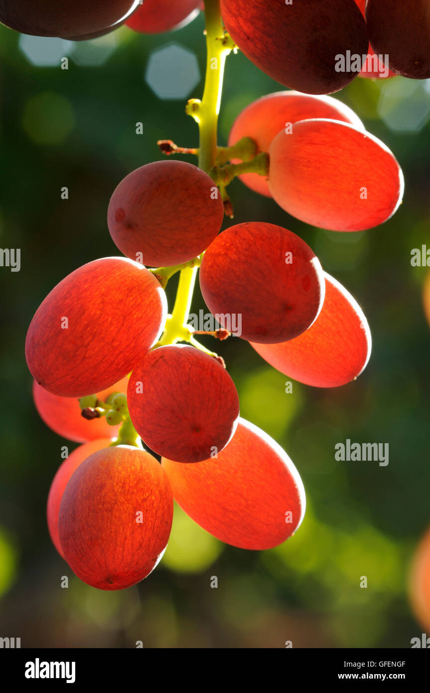 Israel, Negev, Lachish Region, Vineyard, Close up of a back lit cluster of ripe grapes Stock Photo