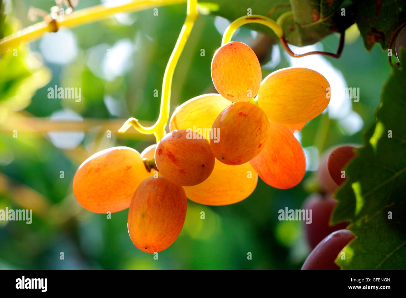 Israel, Negev, Lachish Region, Vineyard, Close up of a back lit cluster of ripe grapes Stock Photo