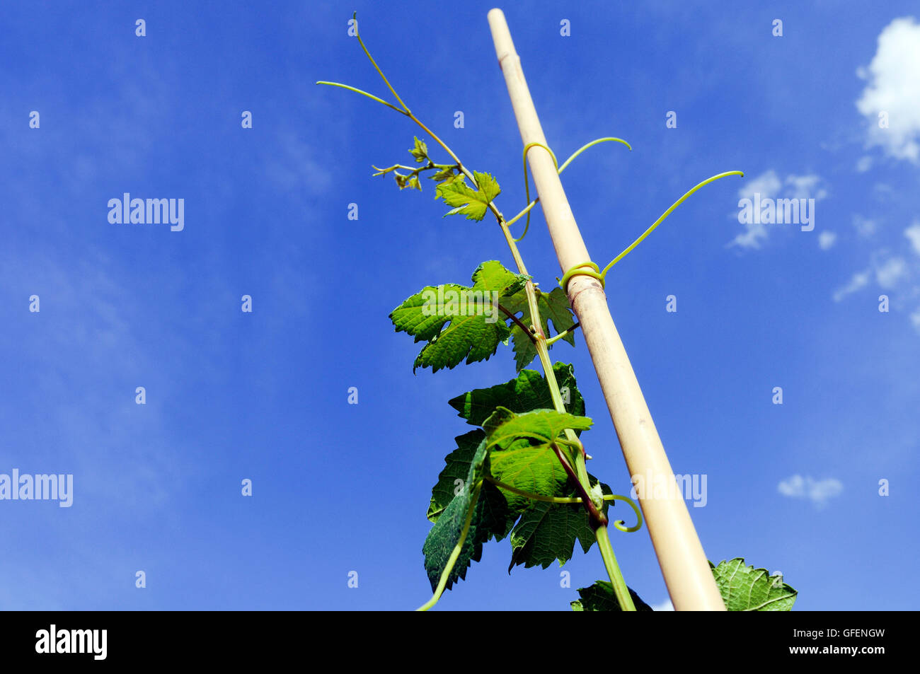 Israel, Negev, Lachish Region, young grape vines in a Vineyard, Stock Photo