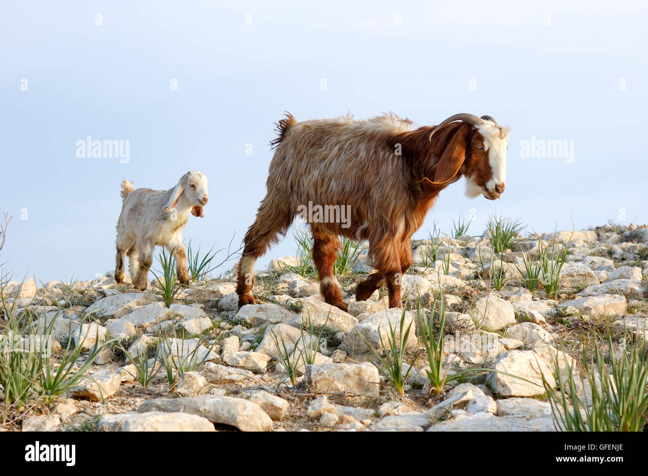 Israel and shepherd hi-res stock photography and images - Alamy