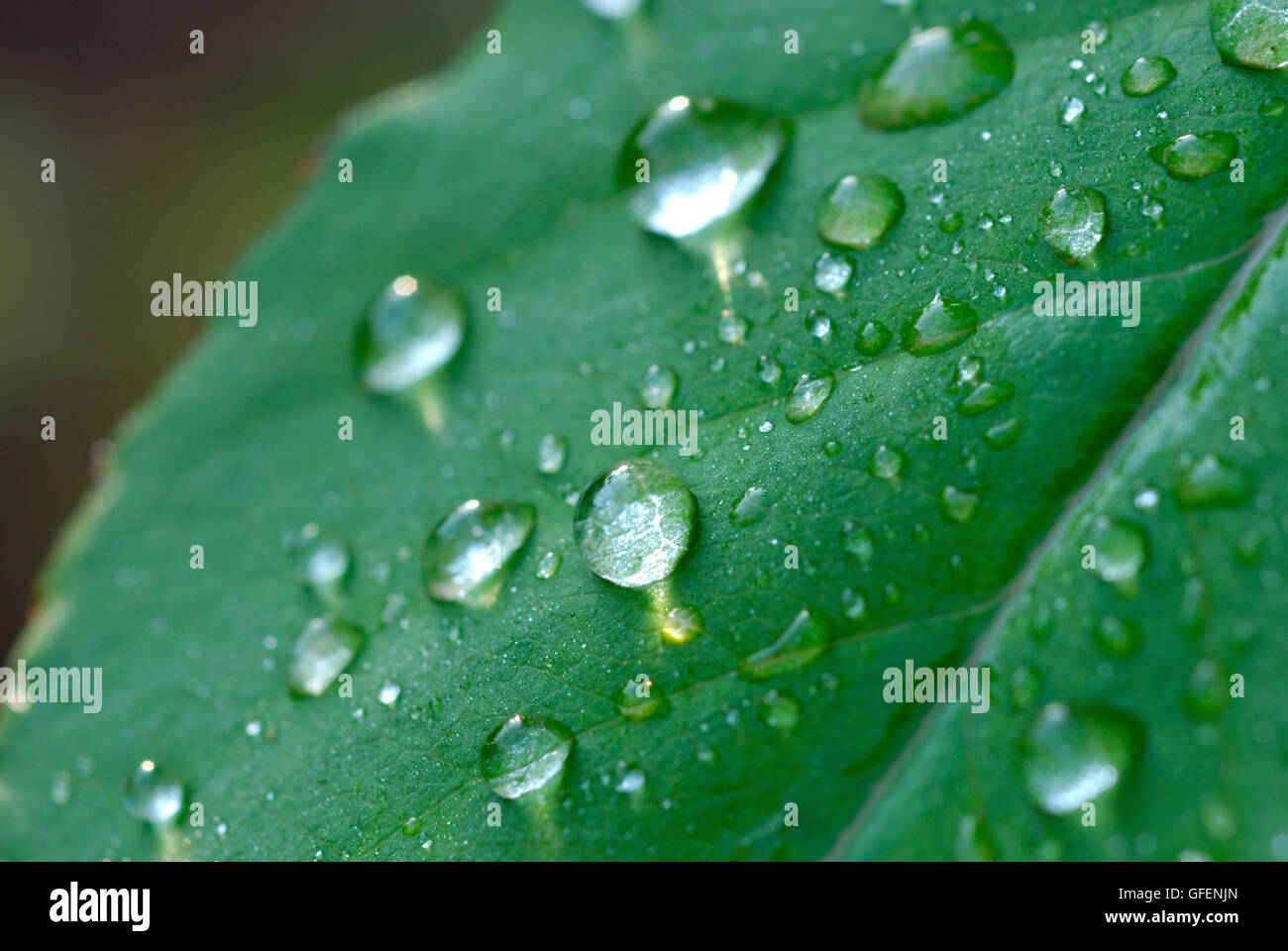 water droplets on a leaf in spring Stock Photo