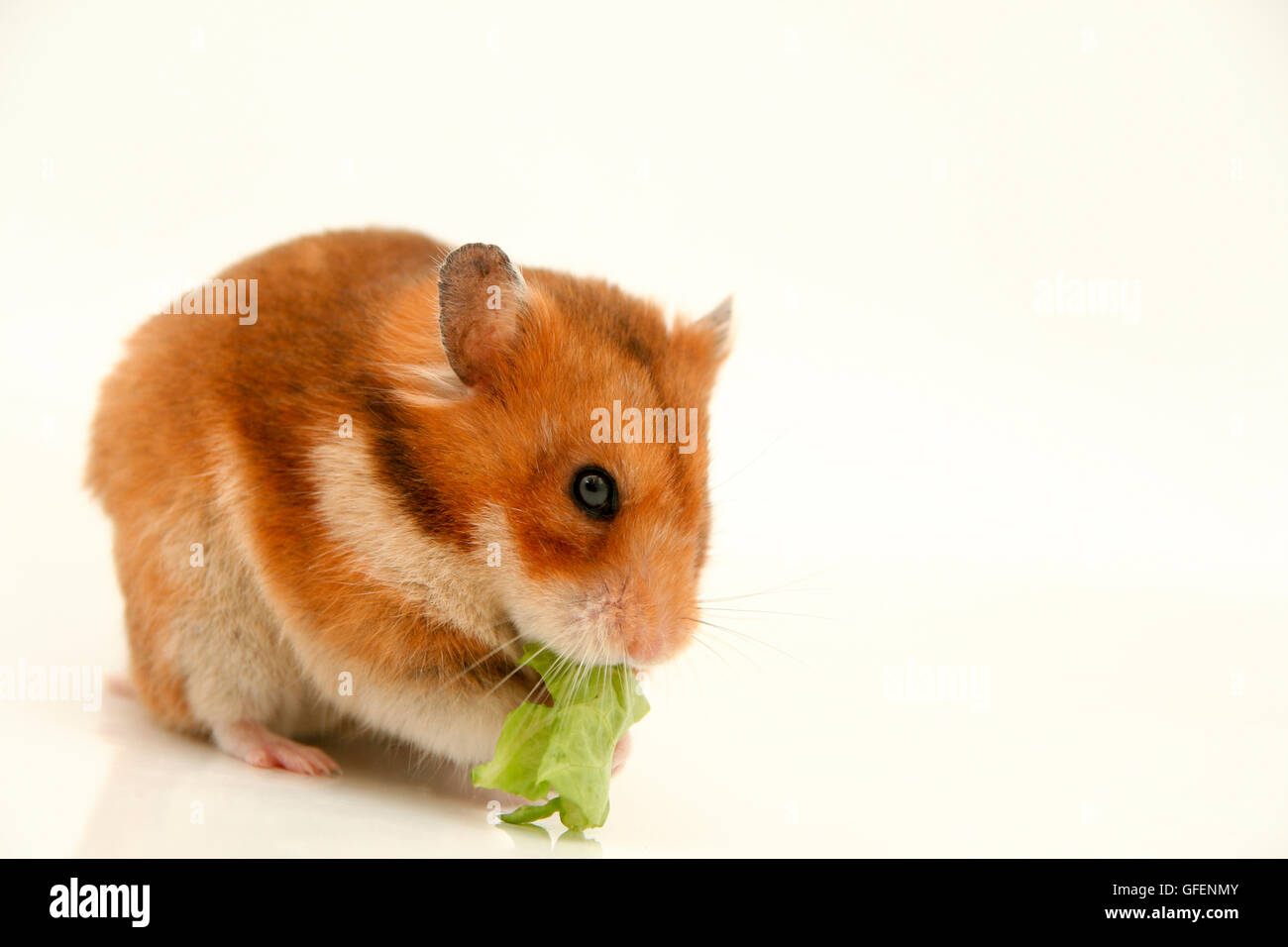 Cutout of a curious hamster eats lettuce on white background Stock Photo