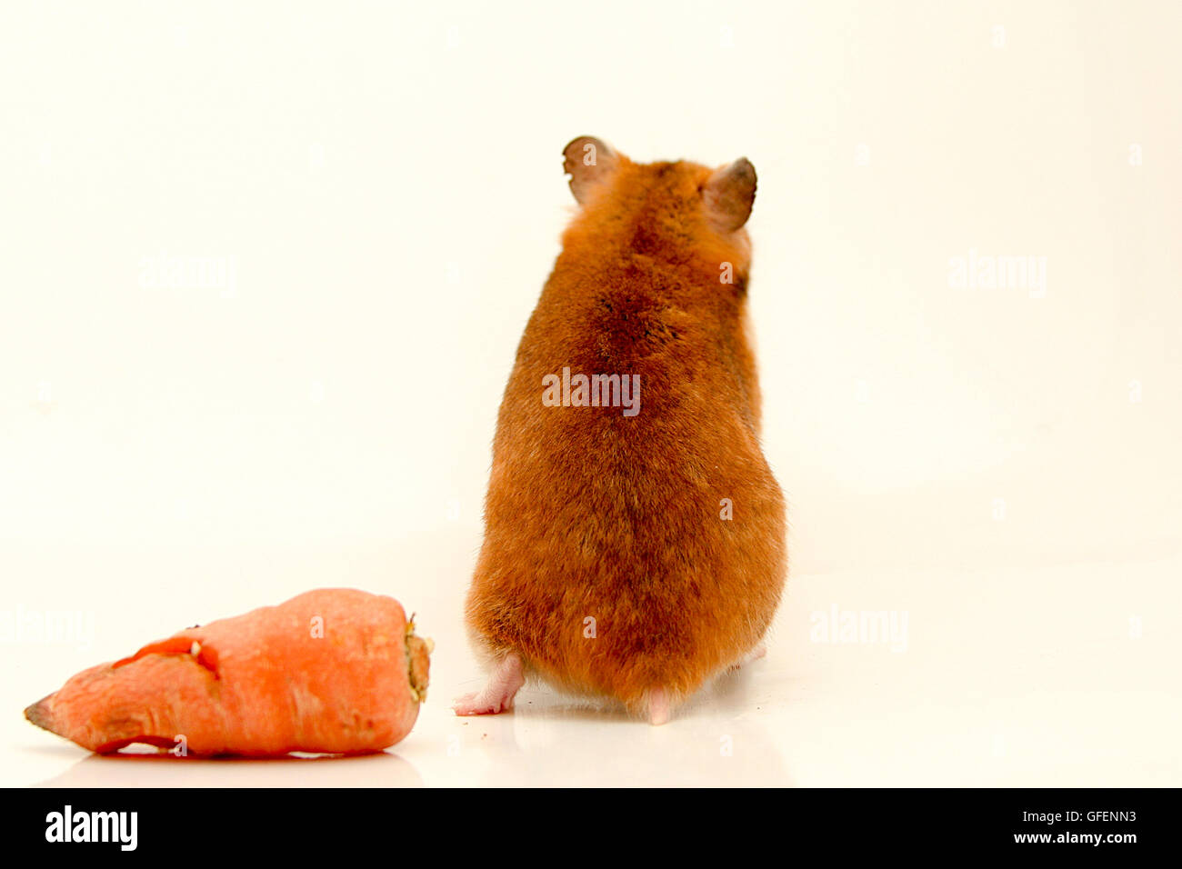 Cutout of a curious hamster with back to camera and a carrot on white background Stock Photo
