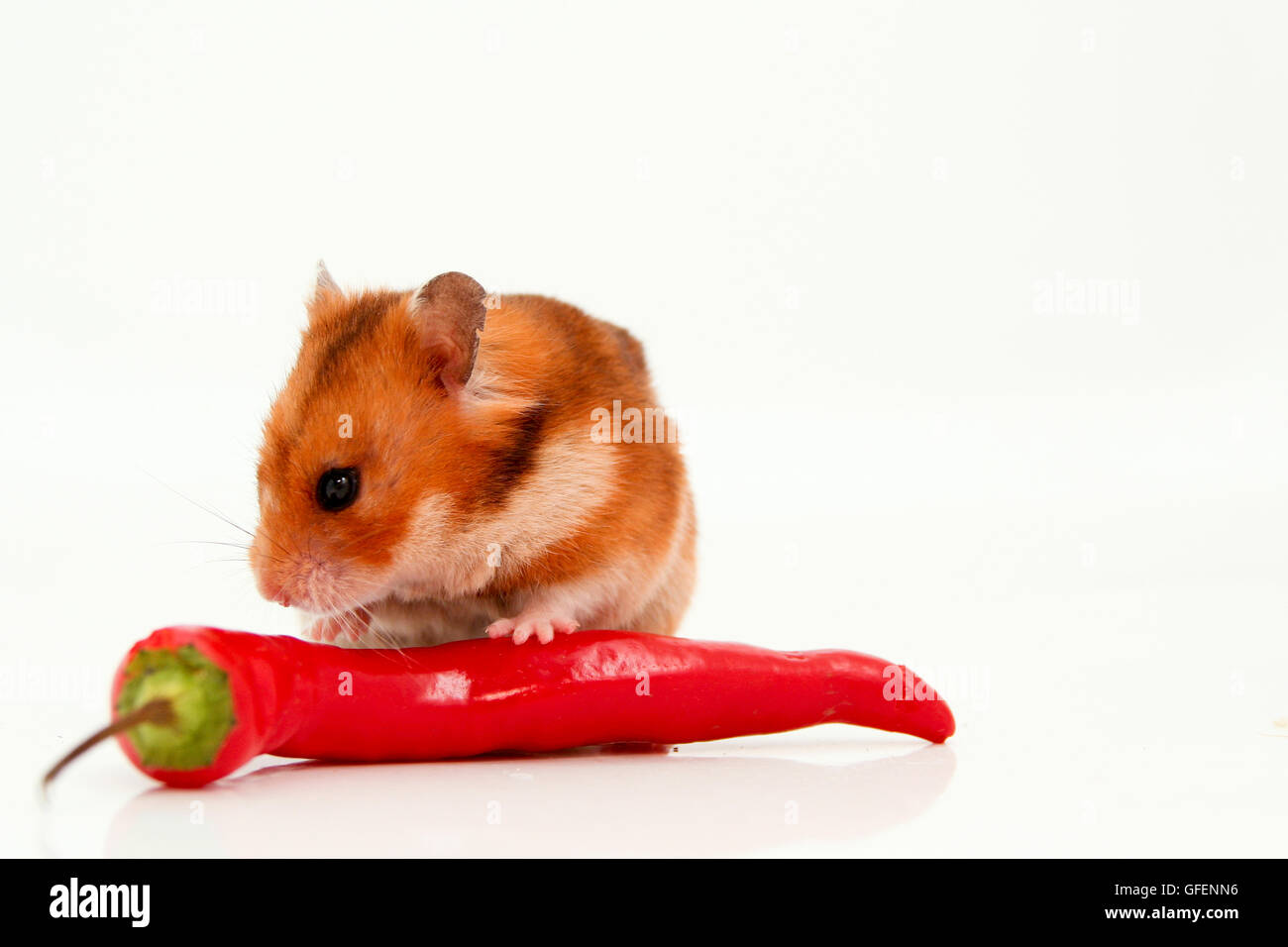 Cutout of a curious hamster and long hot red pepper on white background Stock Photo
