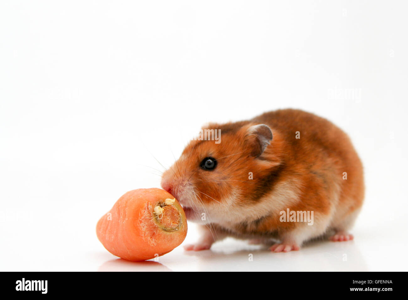 Cutout of a curious hamster and a carrot on white background Stock Photo