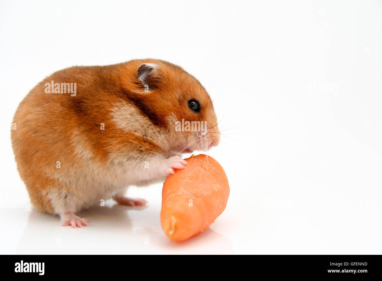 Cutout of a curious hamster and a carrot on white background Stock Photo