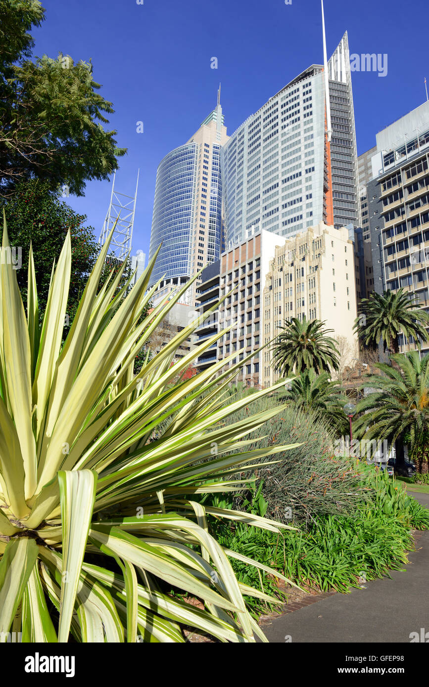 Sydney City skyline with flowers and park, Australia Stock Photo - Alamy