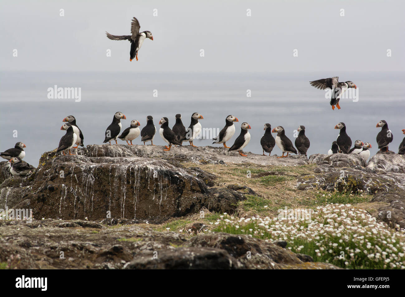 Puffins on the Isle of May, Scotland, during the breeding season Stock Photo