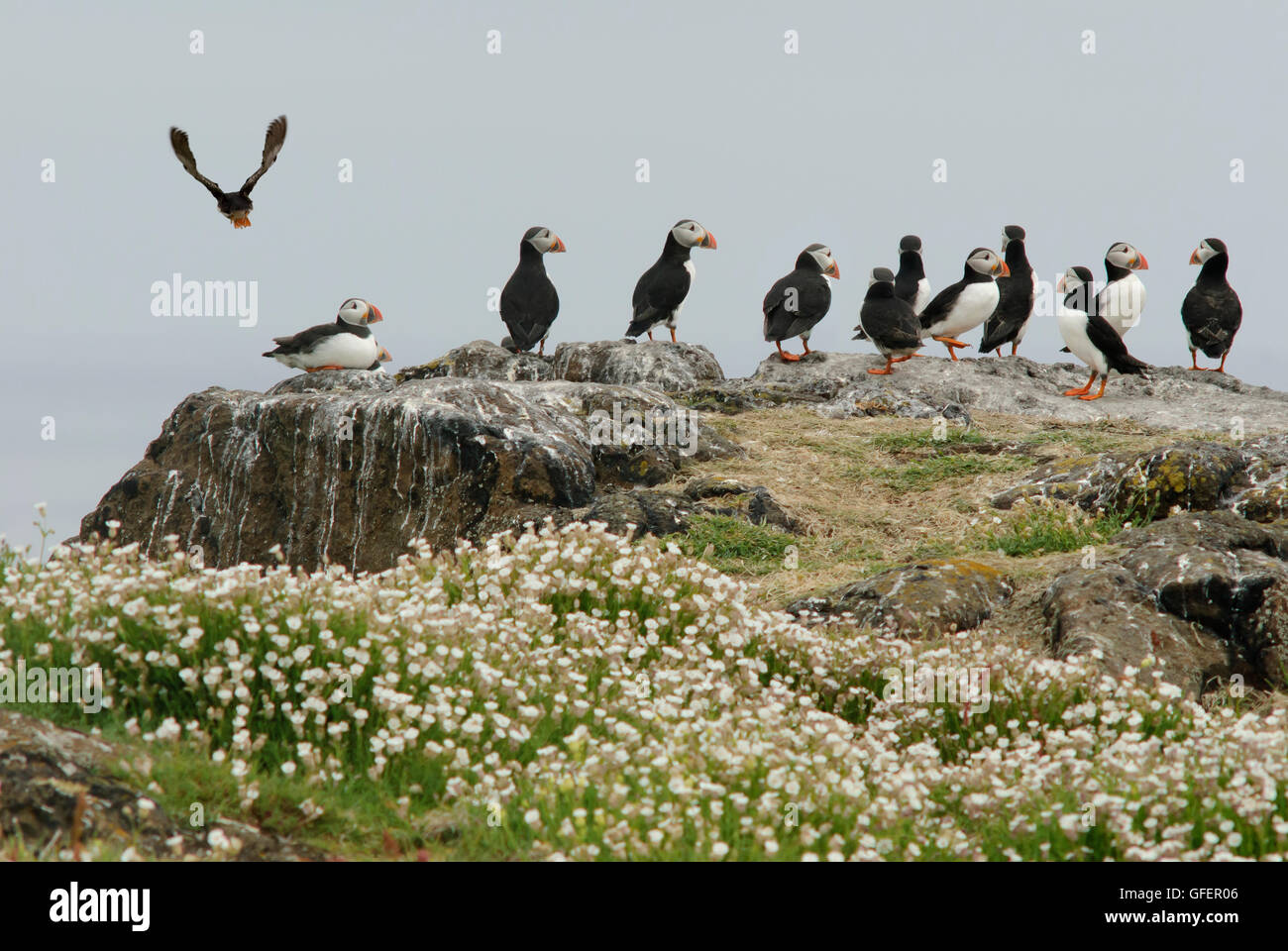 Puffins during the breeding season on the Farne Islands, Northumberland, England Stock Photo