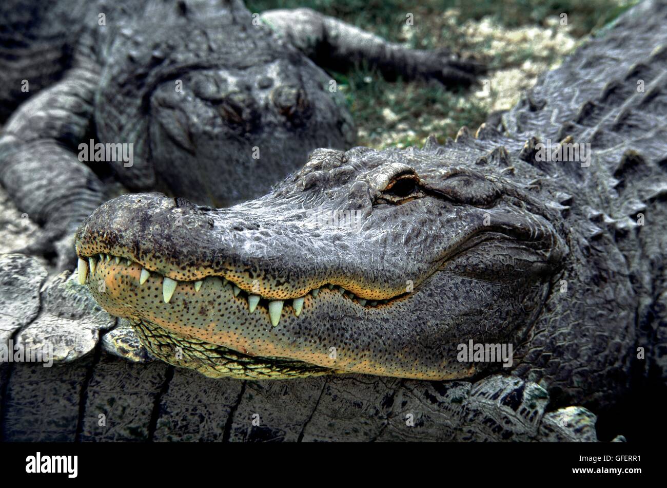 American Alligators Alligator mississippiensis basking in the sun in Everglades National Park, Florida, USA Stock Photo