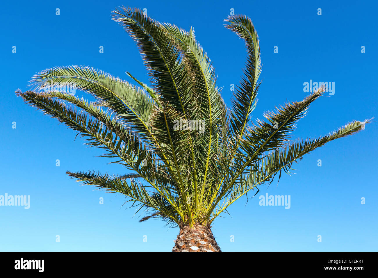 Branches of palm tree on summer blue sky background Stock Photo - Alamy