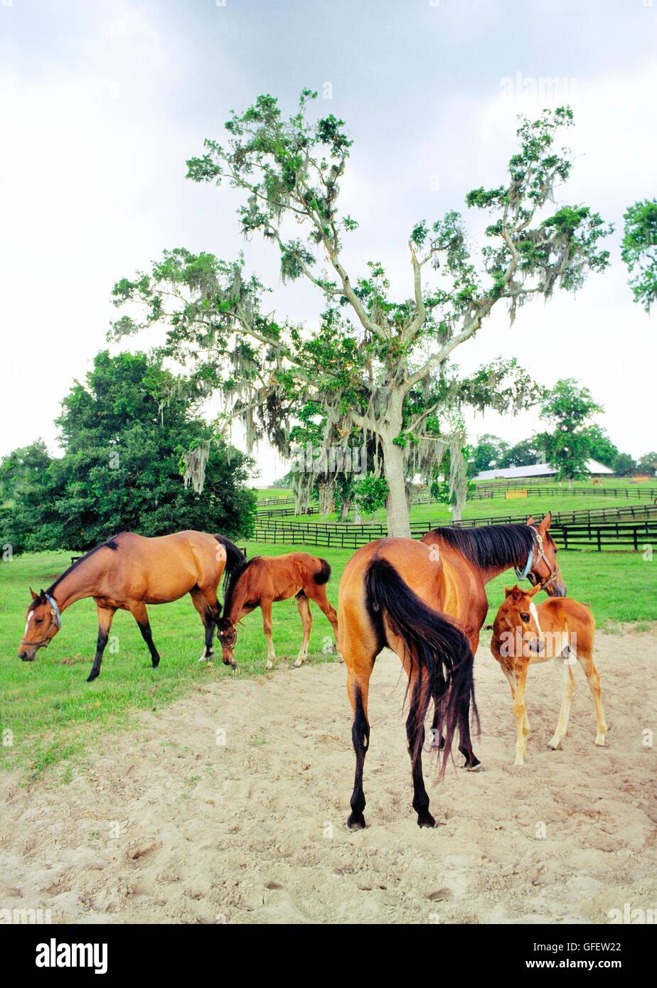 Thoroughbred brood mares in paddocks of stud horse farm known as Franks Farm near Ocala in Florida USA Stock Photo