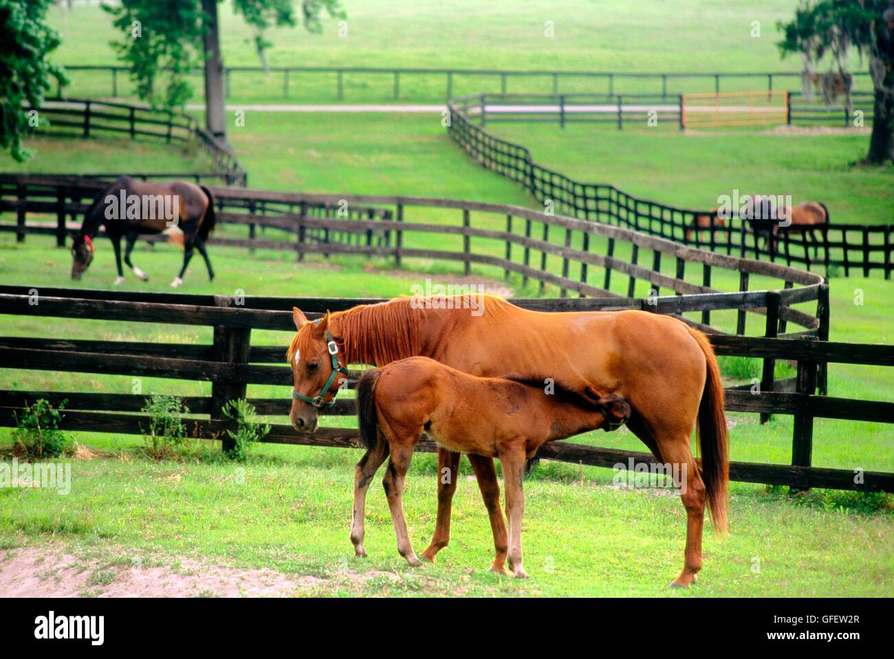 Thoroughbred brood mares in paddocks of stud horse farm known as Franks Farm near Ocala in Florida USA Stock Photo