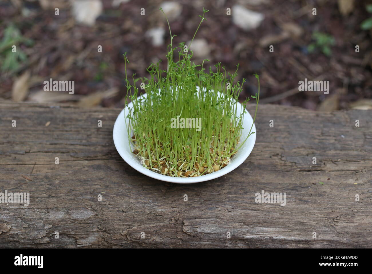 Lentils Sprouts in a Plate.  Germinated lentils. Home made lentils sprouts in a white dish on wooden railway sleepers. Stock Photo