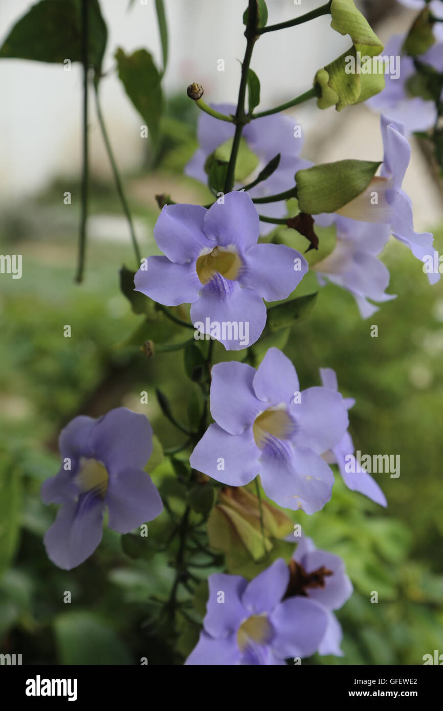 Flowers growing on a vine in Las Terrazas, an ecovillage in Cuba Stock