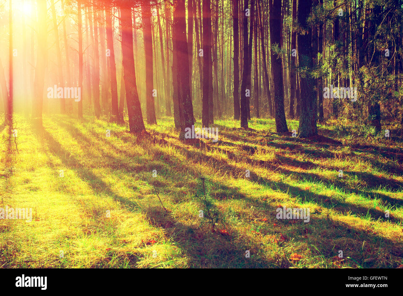 Pine forest in the morning Stock Photo - Alamy