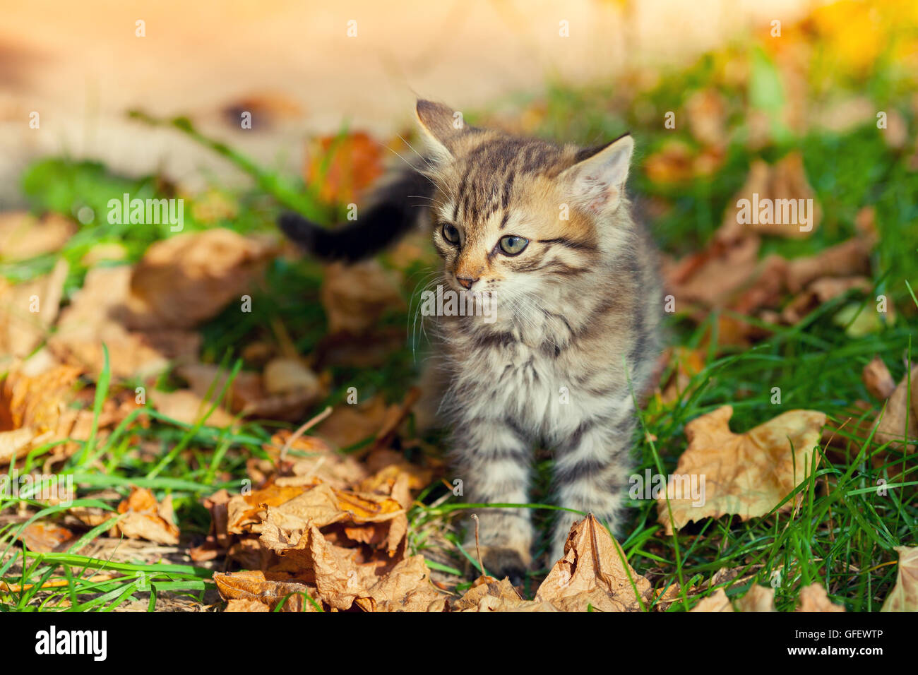Little kitten walking on the grass with fallen leaves Stock Photo - Alamy