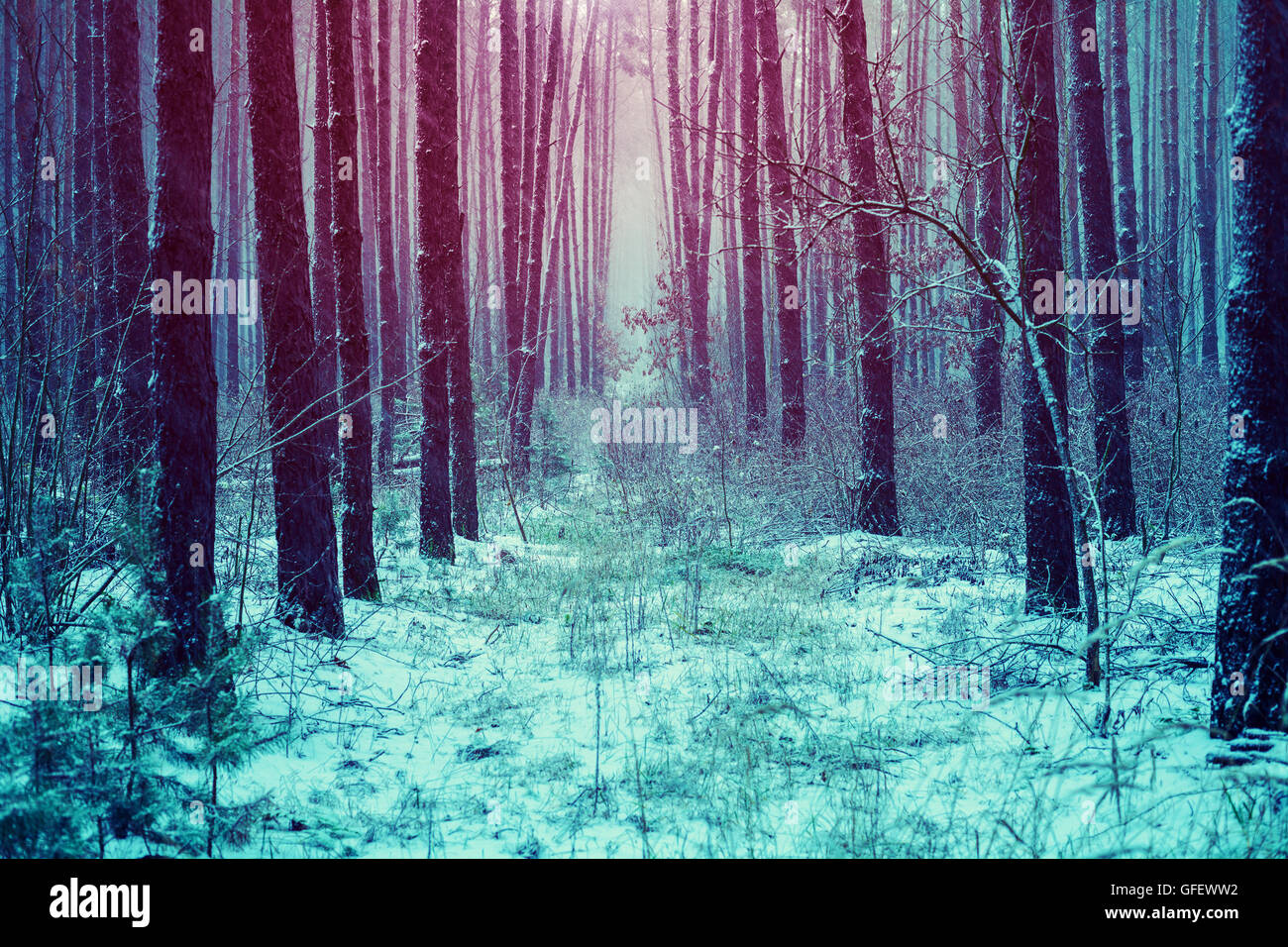 Pine snowy forest in winter Stock Photo - Alamy