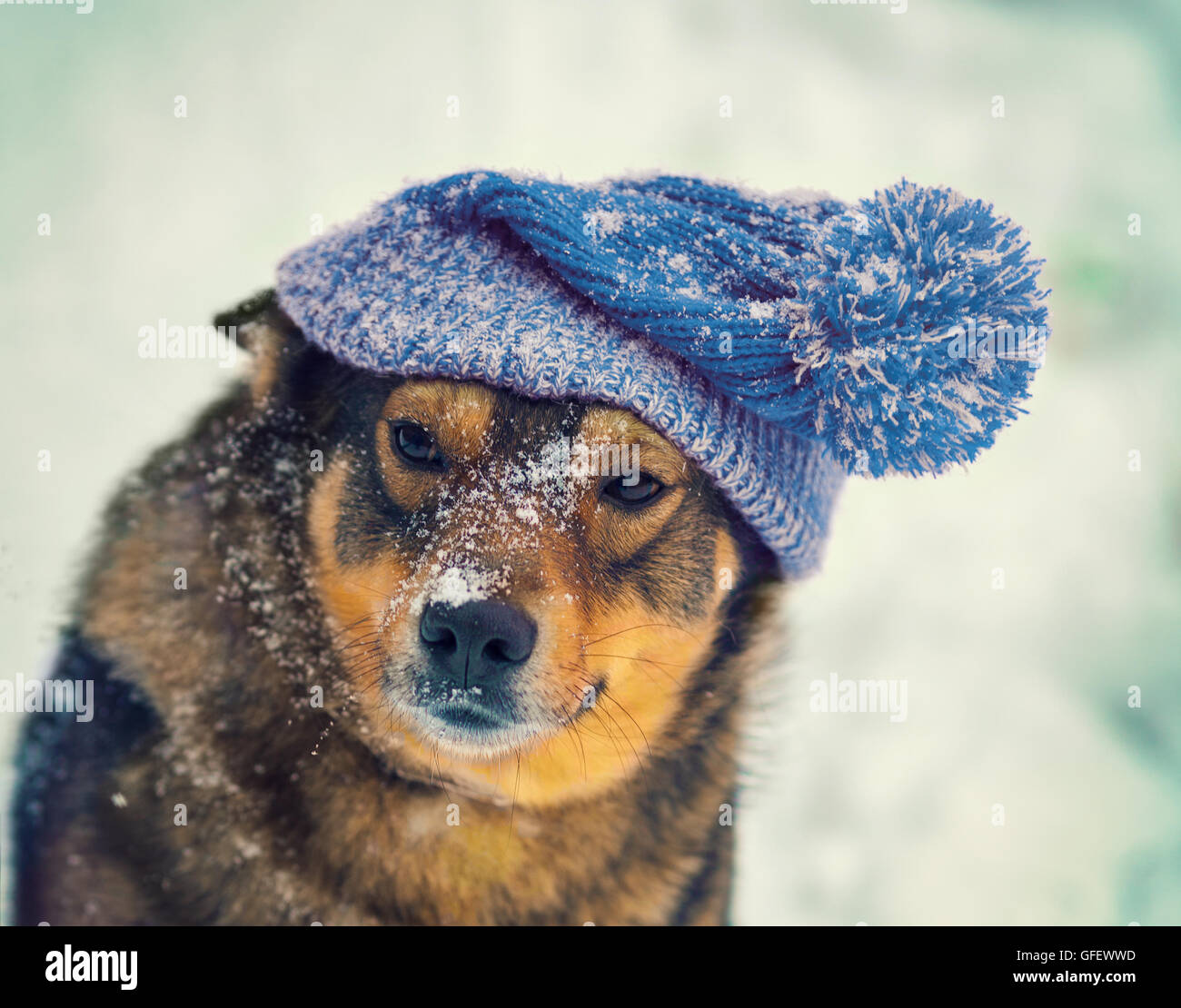 Portrait of the dog wearing knitted hat in winter Stock Photo - Alamy