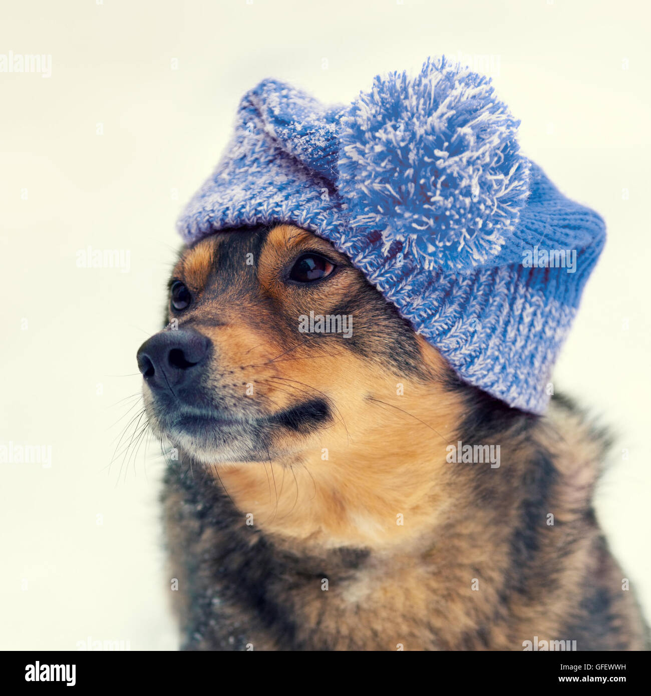 Portrait of the dog wearing knitted hat in winter Stock Photo - Alamy