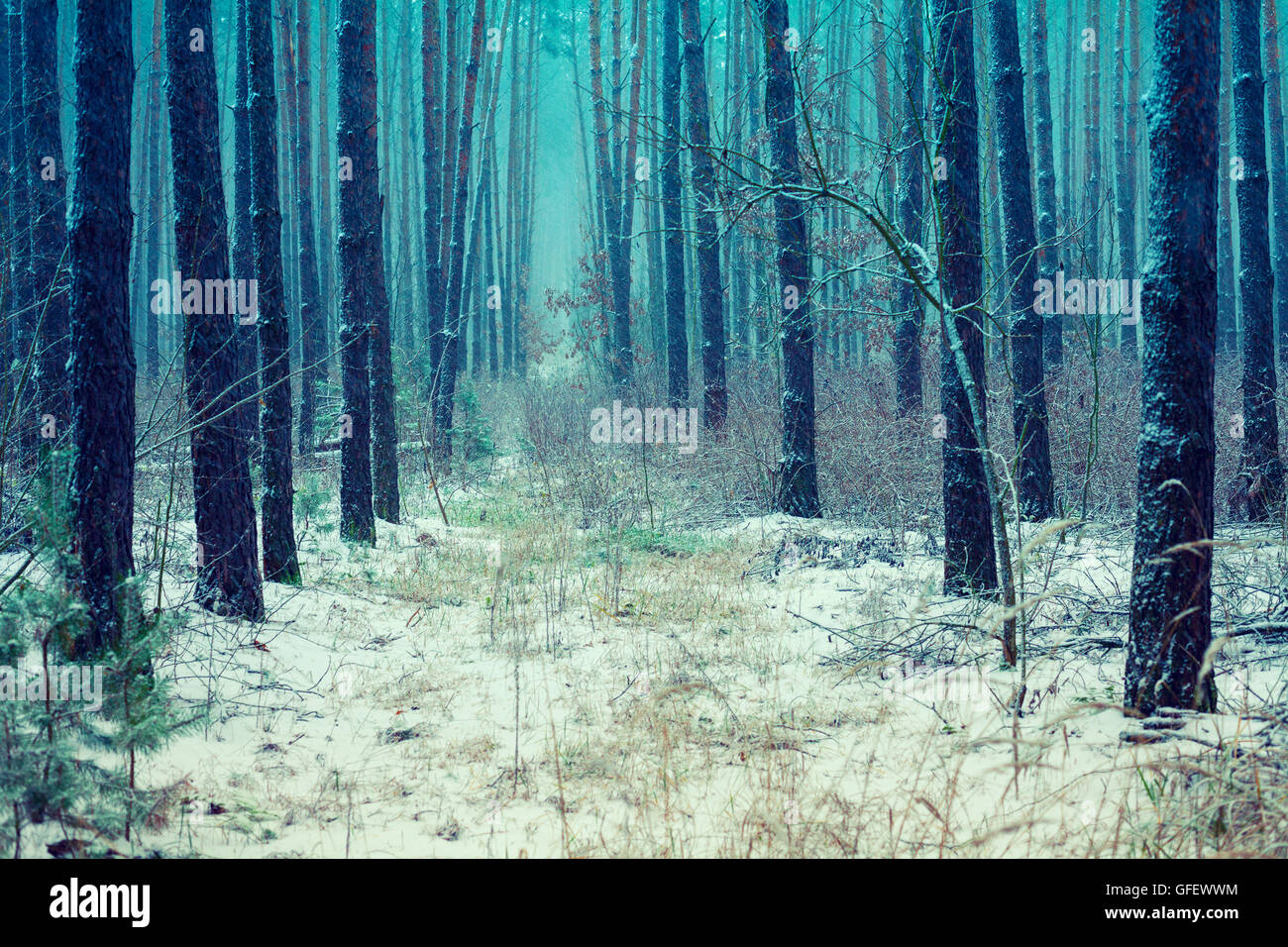 Pine snowy forest in winter Stock Photo - Alamy