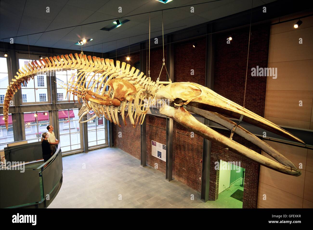 Skeleton of adolescent blue whale 66 ft long in the New Bedford Whaling Museum, Massachusetts, New England, USA. Largest mammal Stock Photo