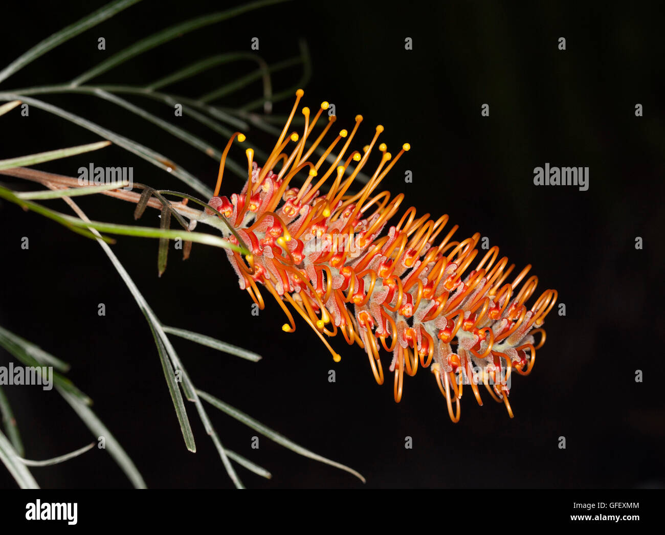 Orange tree flowers queensland australia hires stock photography and images Alamy