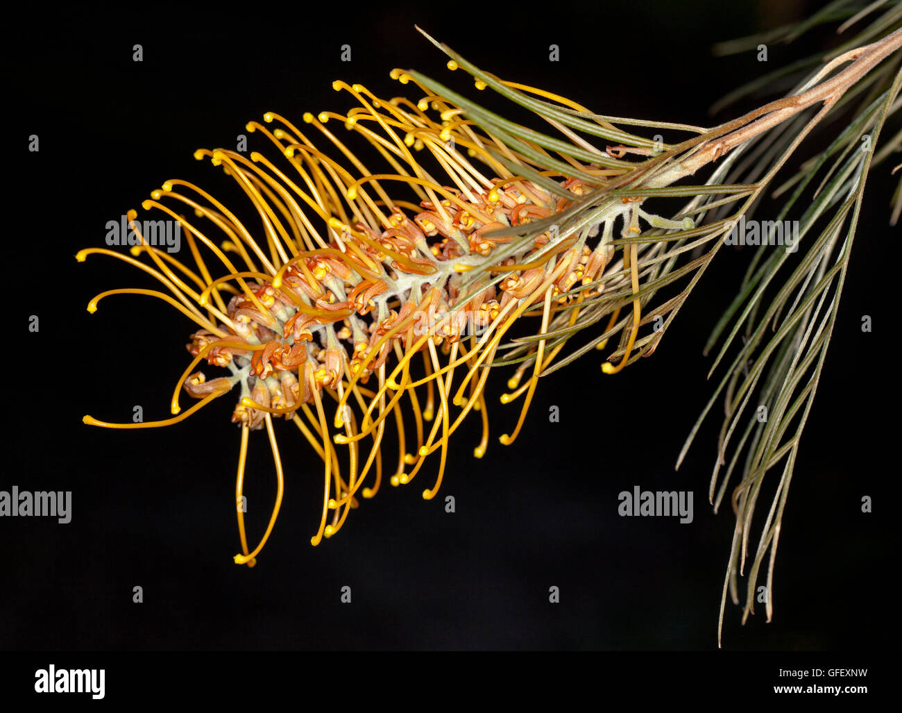 Spectacular bright orange flower and light green leaves of Australian