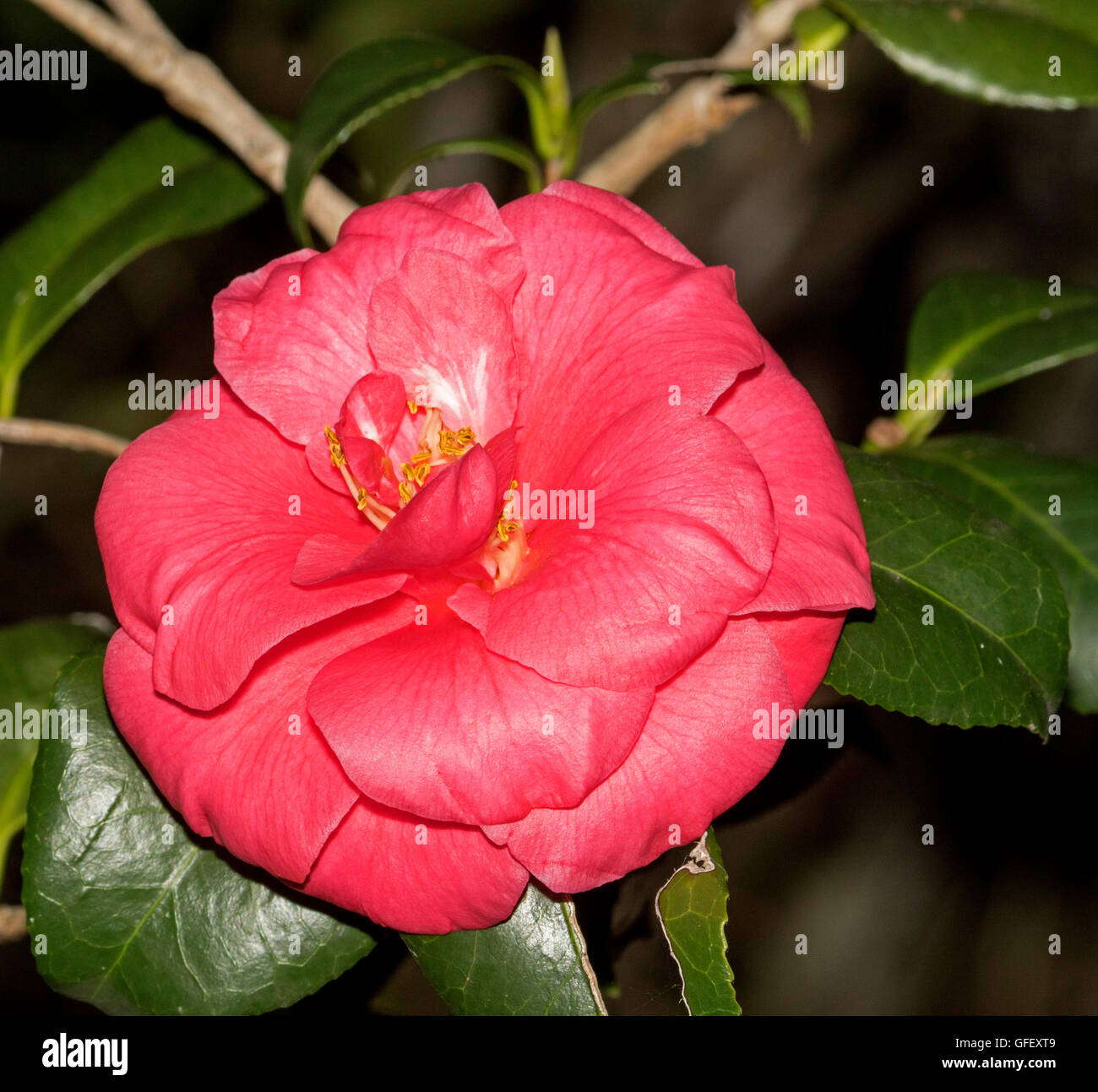 Stunning vivid pink / red double flower and deep green leaves of Camellia sasanqua, evergreen garden shrub grown from seed Stock Photo