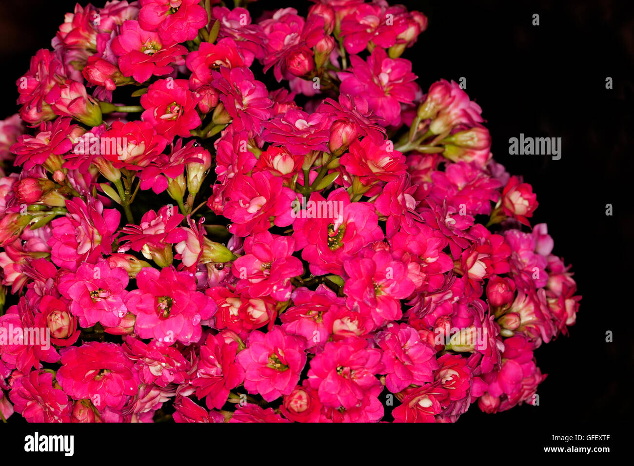 Close-up of dense cluster of vivid double red / pink flowers of succulent plant Kalanchoe blossfeldiana hybrid on drk background Stock Photo