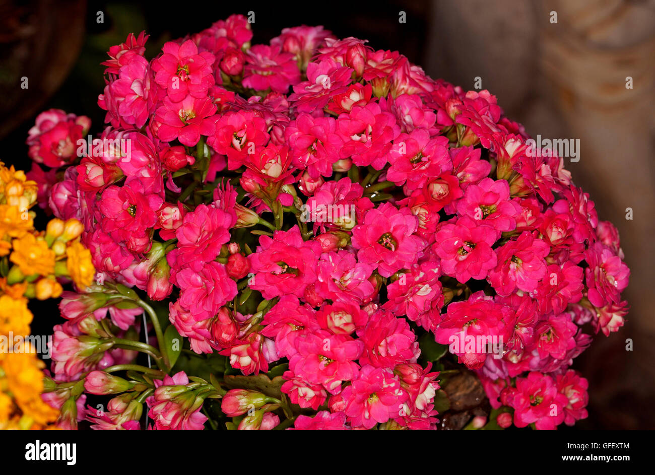 Close-up of dense cluster of vivid double red / pink flowers of succulent plant Kalanchoe blossfeldiana hybrid Stock Photo