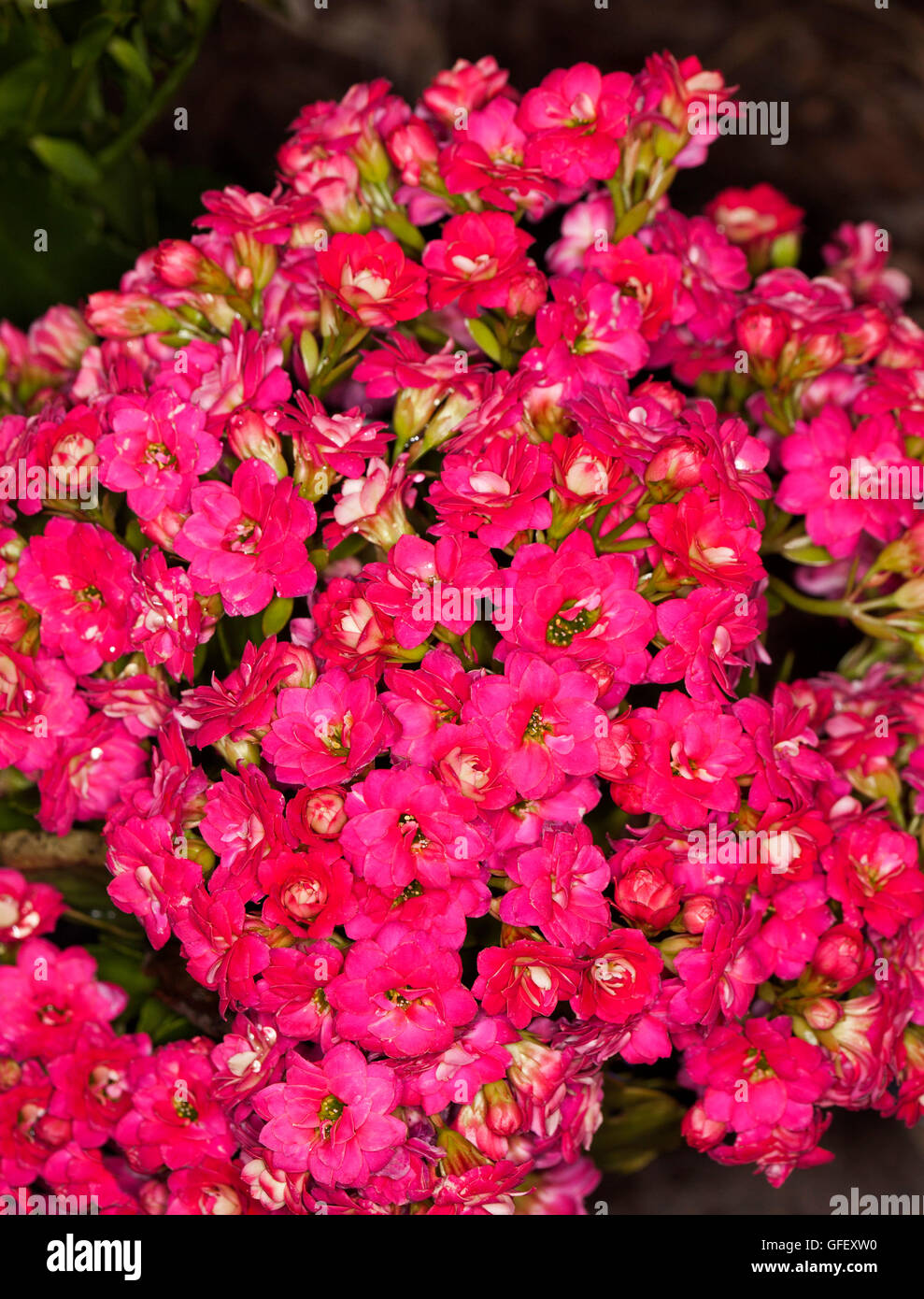 Close-up of dense cluster of vivid double red / pink flowers of succulent plant Kalanchoe blossfeldiana hybrid Stock Photo