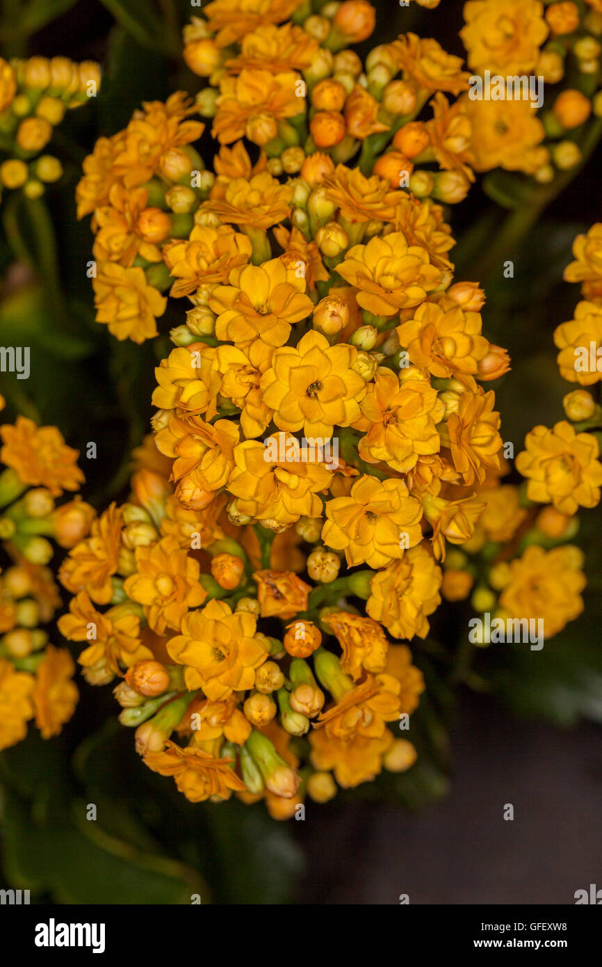 Close-up of cluster of vivid double golden yellow / orange flowers of succulent plant Kalanchoe blossfeldiana hybrid Stock Photo