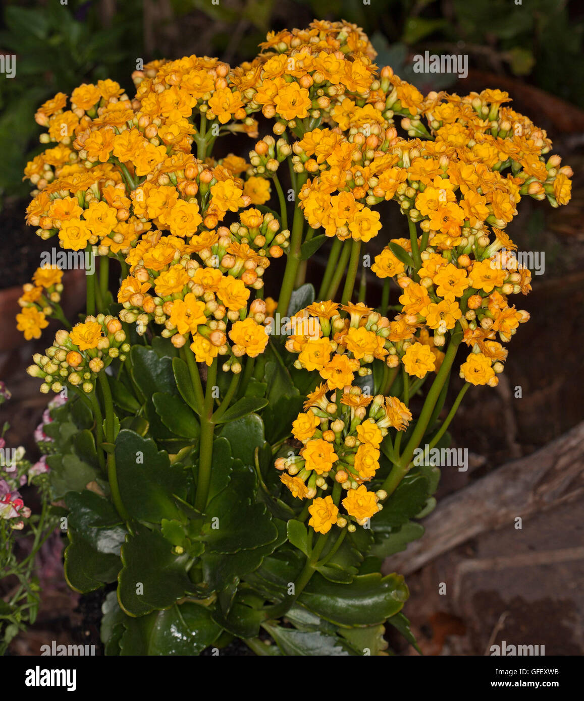 Cluster of vivid double golden yellow flowers and dark green leaves of succulent plant Kalanchoe blossfeldiana hybrid Stock Photo