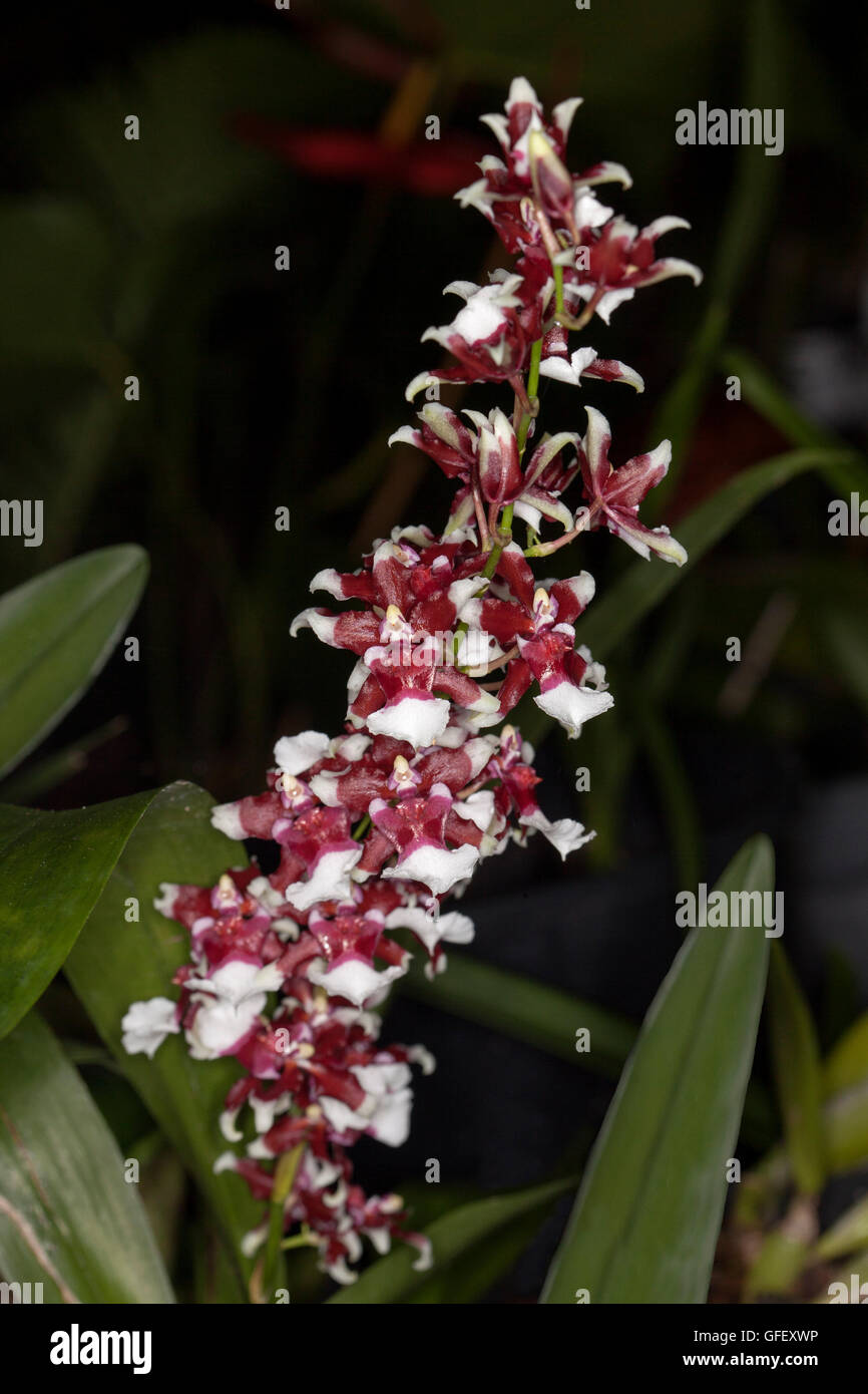 Spike of dark red and white flowers and green leaves of perfumed orchid, Oncidium 'Heaven Scent Redolence' on dark background Stock Photo