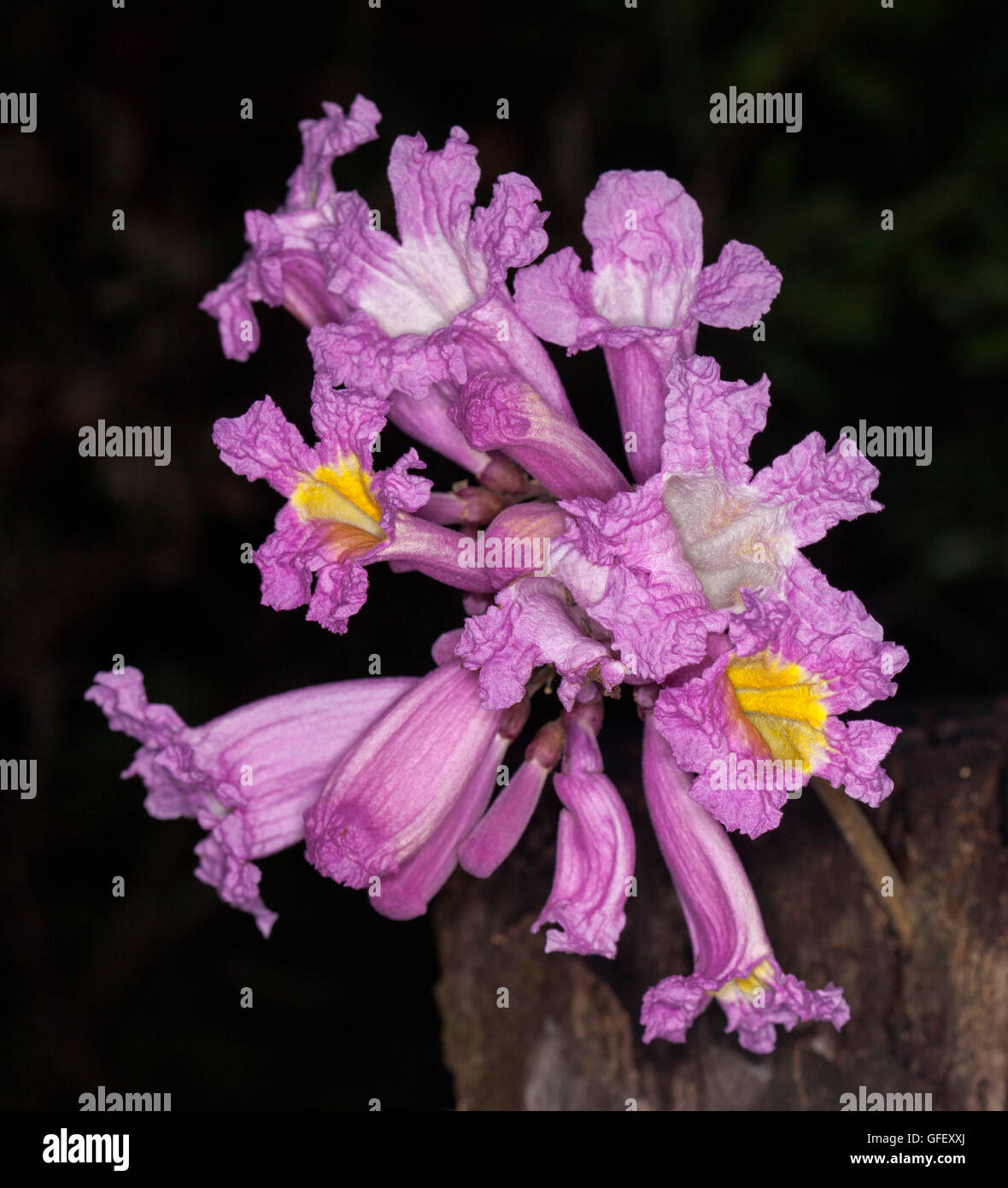 Cluster of stunning pink flowers with golden yellow throats of deciduous trumpet tree Tabebuia palmeri on dark background Stock Photo