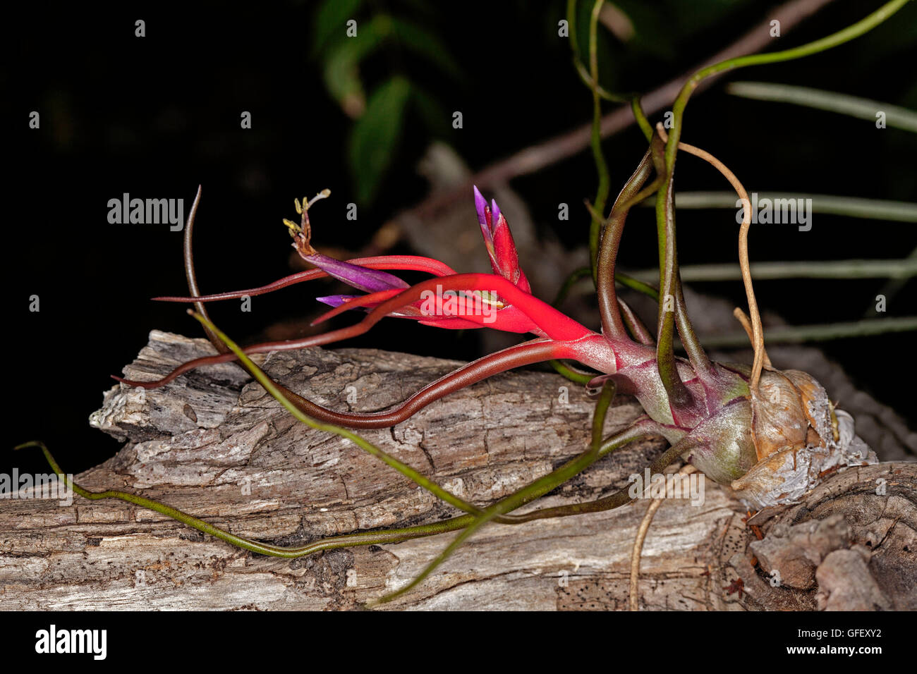 Bromeliad / air plant Tillandsia bulbosa with vivid red stems, green leaves and bright mauve flowers growing on a wooden stump Stock Photo