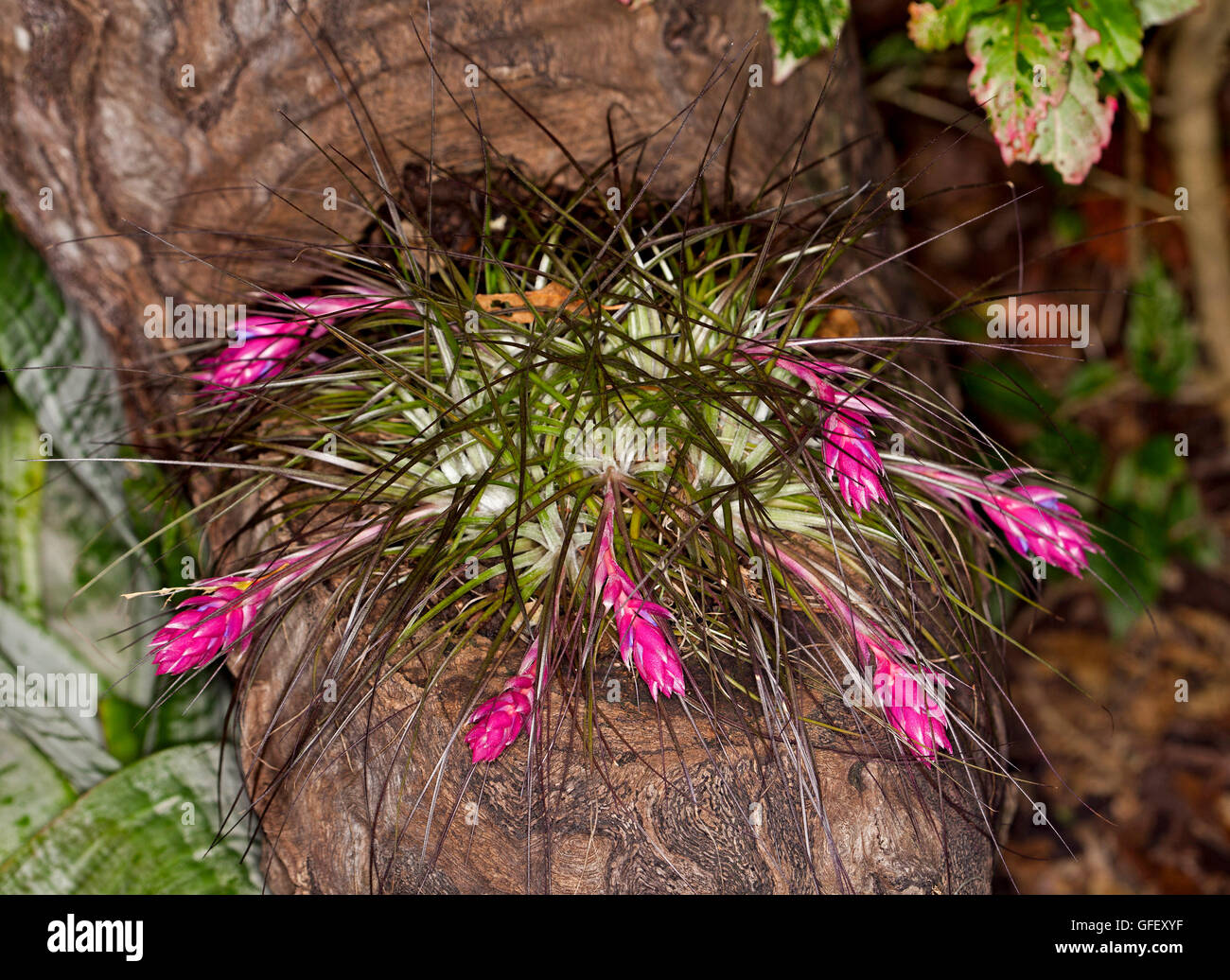Cluster of bromeliad / air plant Tillandsia stricta with mass of stunning pink and mauve flowers growing on a wooden stump Stock Photo