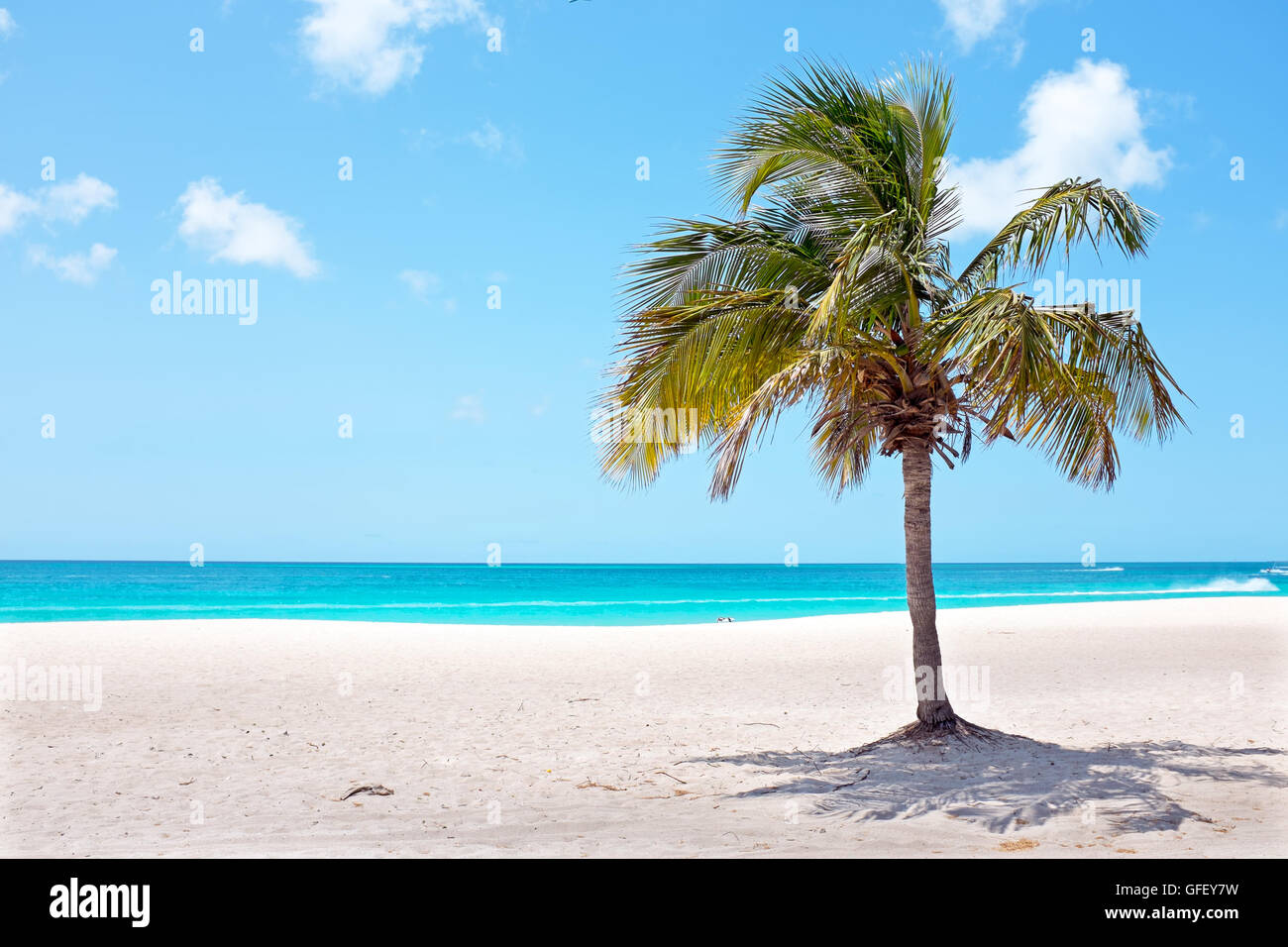 Palm tree on the beach at Palm Beach on Aruba island in the Caribbean Stock Photo