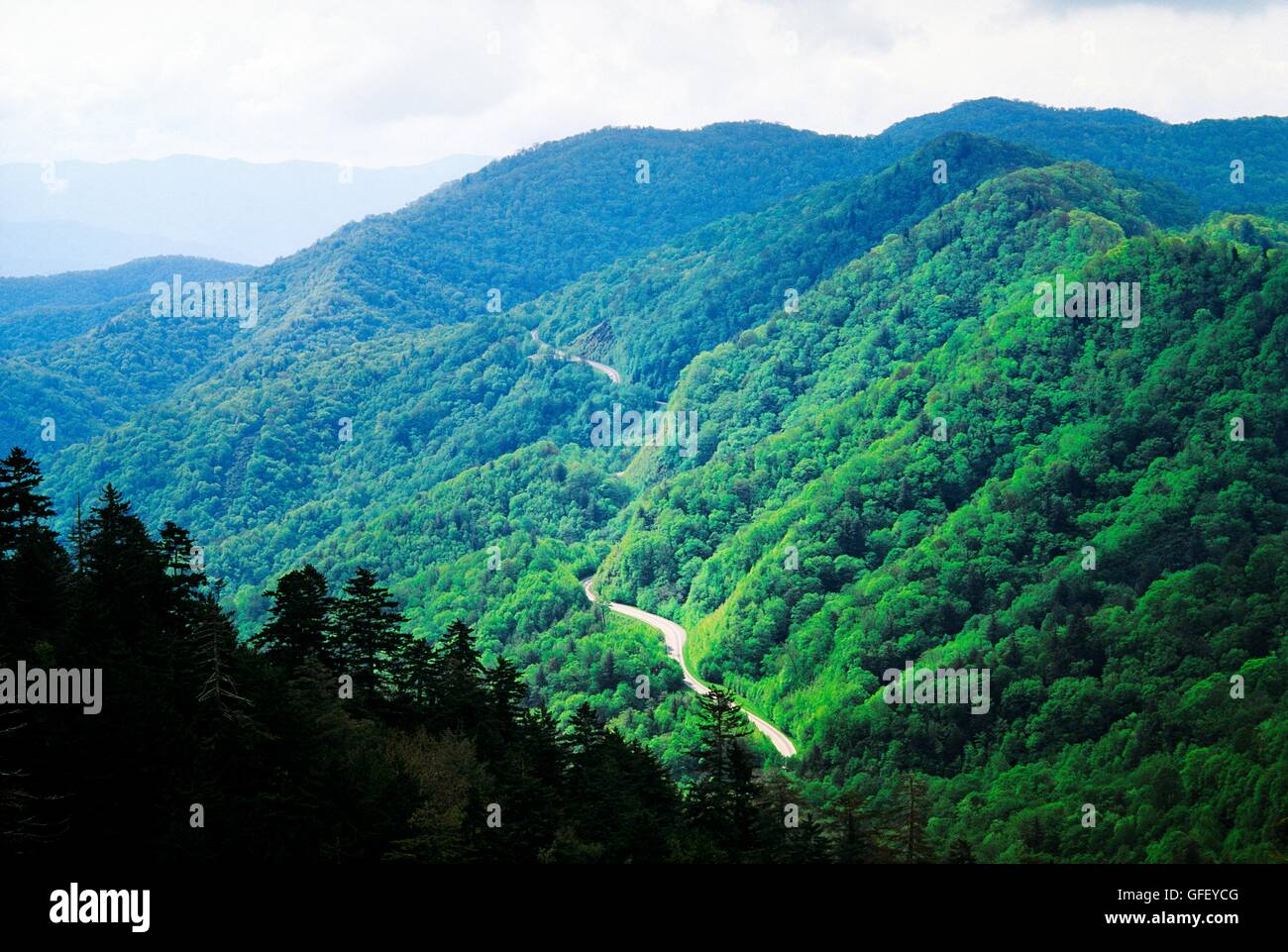 Great Smoky Mountains National Park, Appalachian Range, North Carolina, USA. East over woodland forest trees from Newfound Gap Stock Photo