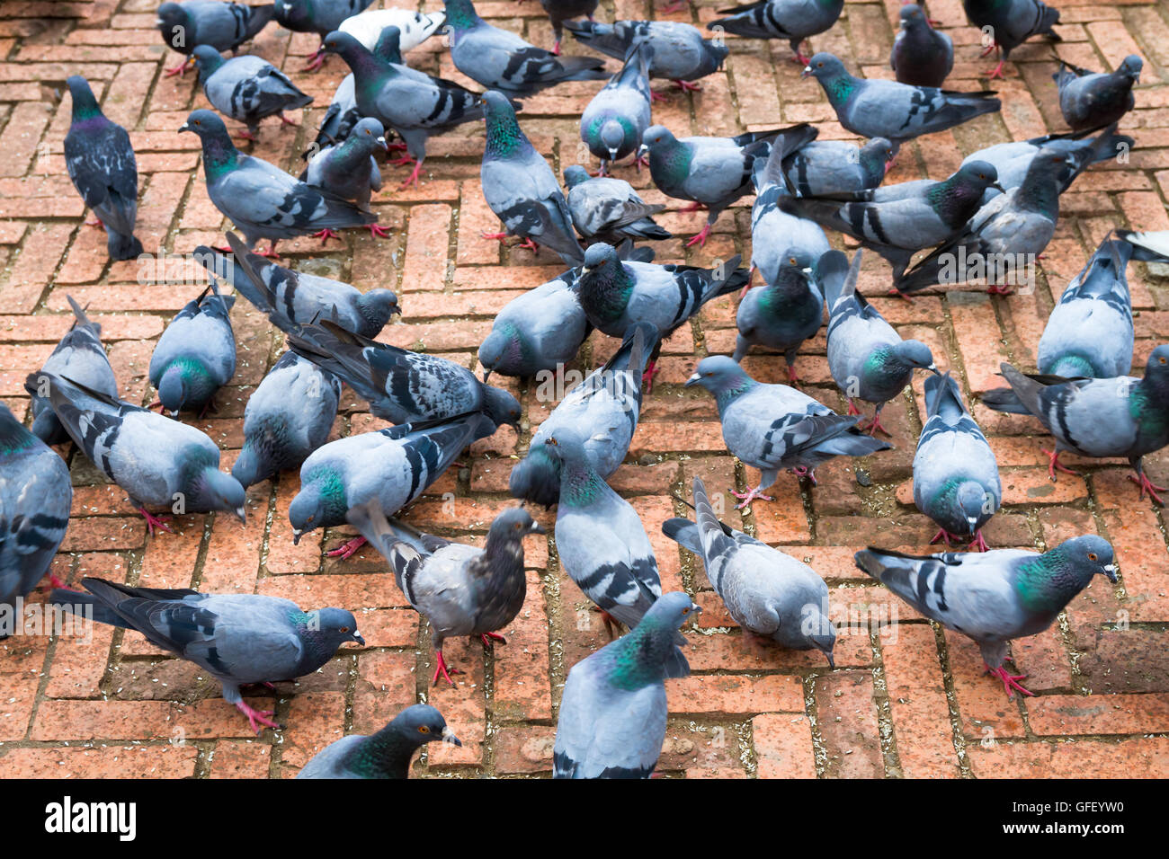 Himalayan Pigeons in the temple of Kathmandu,Nepal Stock Photo Alamy