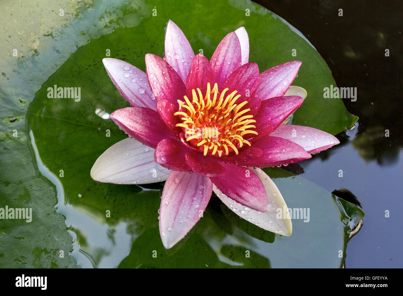 Lilypad Flower High Resolution Stock Photography And Images Alamy