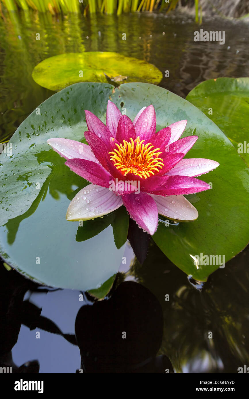 Lilypad in bloom hi-res stock photography and images - Alamy